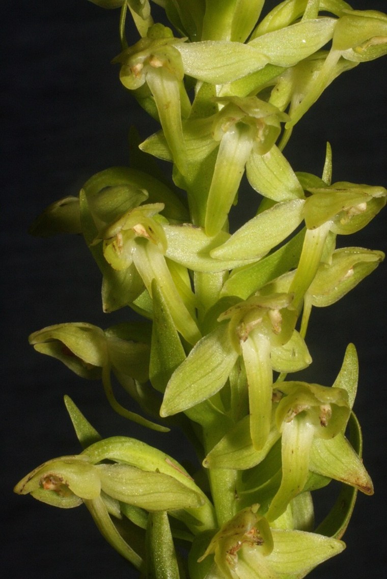 Hochstetter's Butterfly orchid