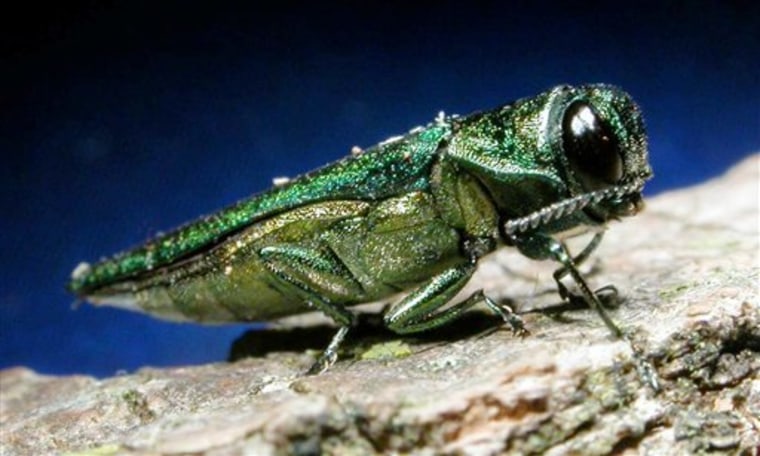 Image: Emerald ash borer