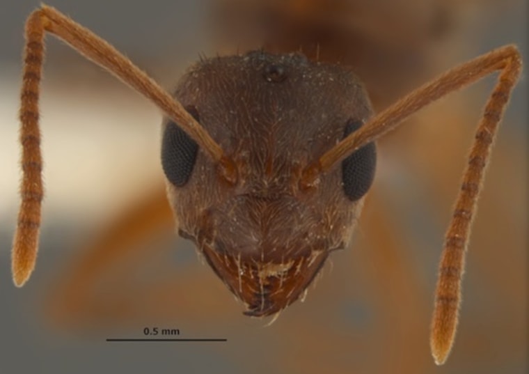 Image: Crazy ants
