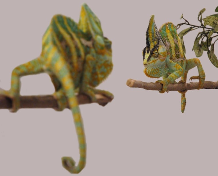 Image: Chameleons