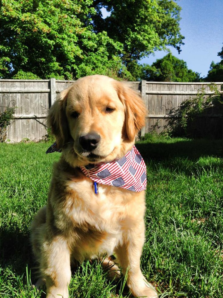 Ray Charles The Golden Retriever / Facebook