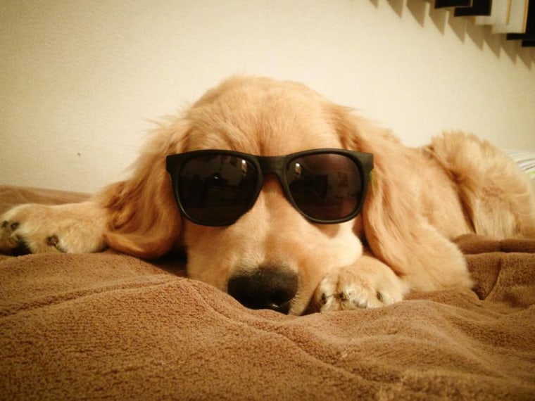 Ray Charles The Golden Retriever / Facebook