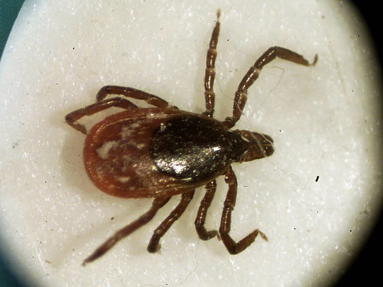 A female deer tick. The ticks transmit Lyme disease, which is suspected in the sudden deaths of three people over the past year.