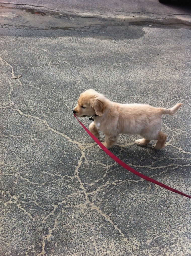 Ray Charles The Golden Retriever / Facebook