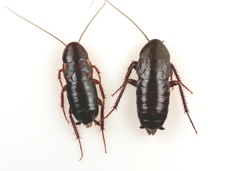 Cockroach1