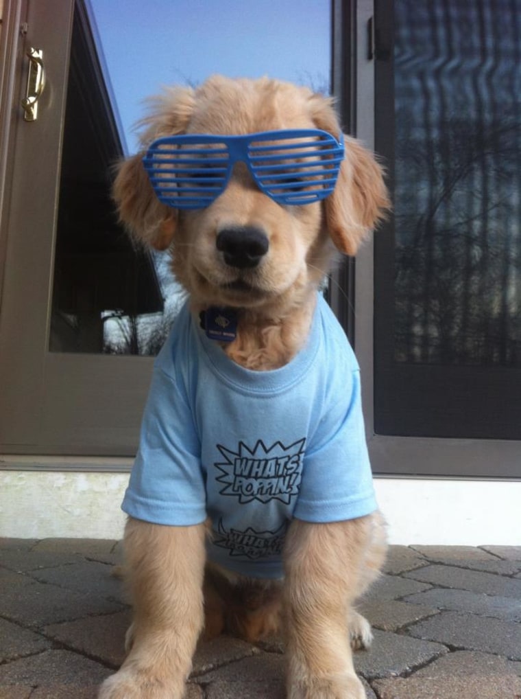 Ray Charles The Golden Retriever / Facebook