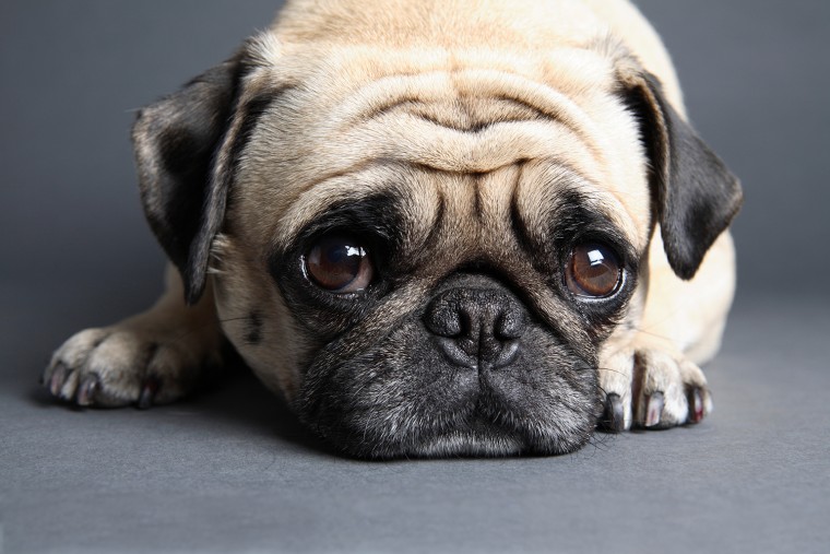 Image: Sad pup