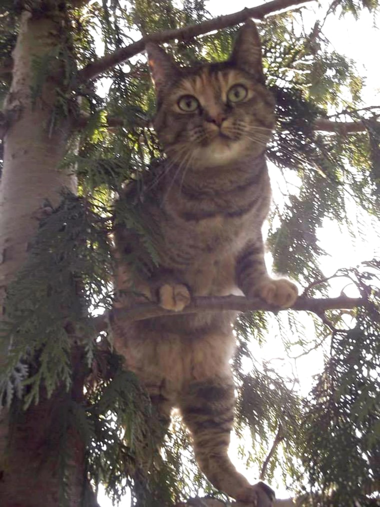 A cat named Abbey, who was stuck in a tree around Thanksgiving, was rescued just in time for the holiday.