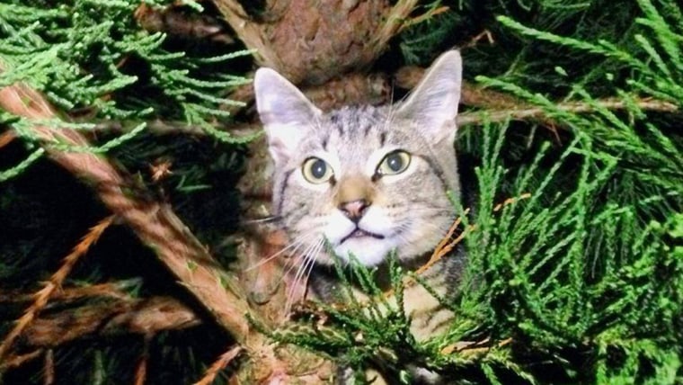 The men behind Canopy Cat Rescue have devoted themselves to helping cats stuck in trees, like this one.