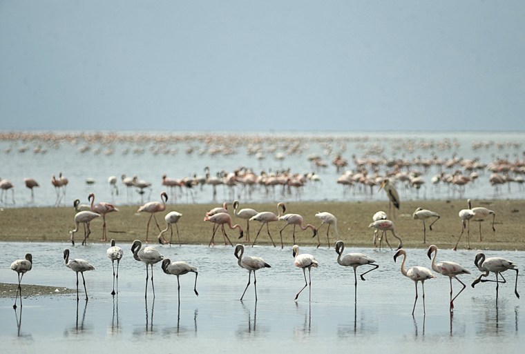 TO GO WITH AFP STORY BY HELEN VESPERINI- Lesser flamingoes are pictured on September 30, 2011 in Lake Natron. Salmon-coloured clouds of flamingos s...