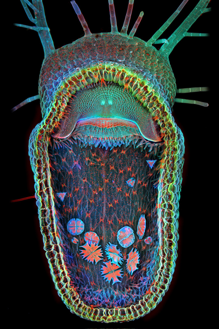 Image: Humped bladderwort