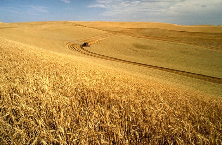 Wheat fields in Eastern Washington
