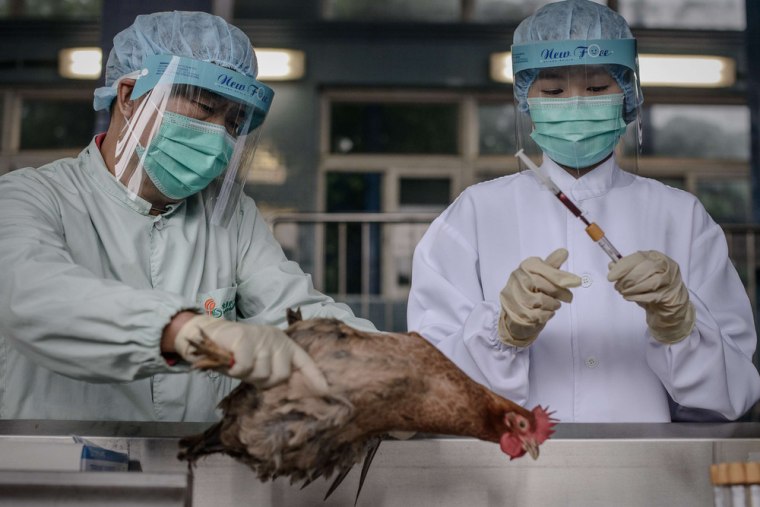 In this file picture, officials test poultry at the border with mainland China in Hong Kong as part of measures against the spread of the deadly H7N9 bird flu.