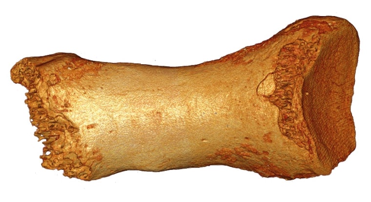 Researchers extracted DNA from this toe bone of a Siberian Neanderthal female who lived about 65,000 years ago.
