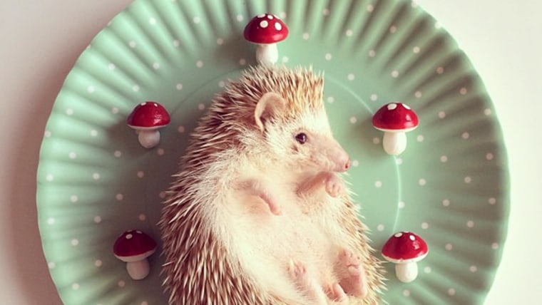hedgehog with mushrooms