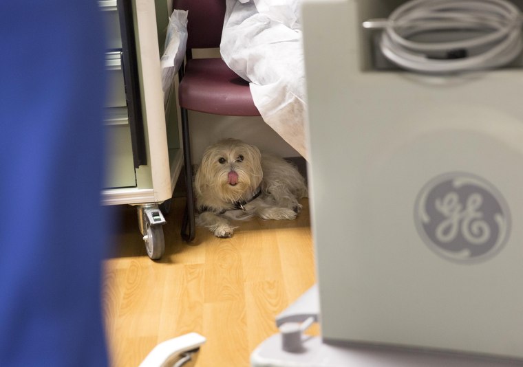 During a cystoscopy procedure at Duke University Hospital in Durham, North Carolina, seven-year-old Kaelyn \"KK\" Krawczyk's service dog JJ waits in the...