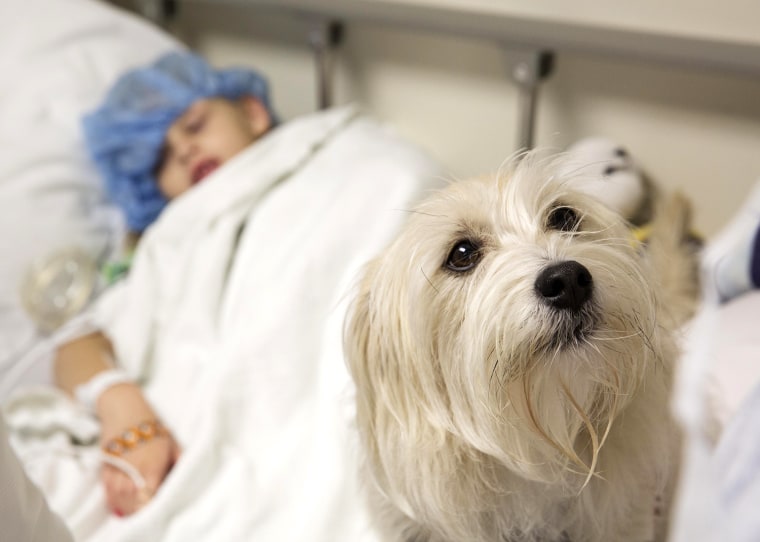 While waiting to be wheeled into a cystoscopy procedure at Duke University Hospital in Durham, North Carolina, Kaelyn \"KK\" Krawczyk, 7, waits with her...