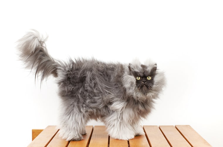In this Monday, Dec. 3, 2012 photo provided by Guinness World Records, Colonel Meow, the cat with the longest fur, poses for a photo in Los Angeles. C...