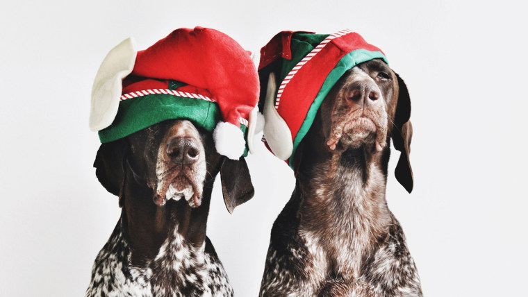 Two dogs in Christmas hats