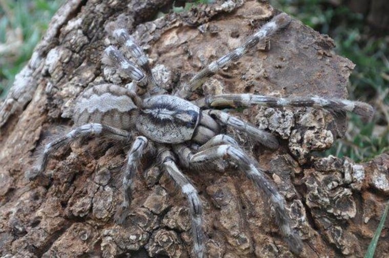 Poecilotheria rajaei,