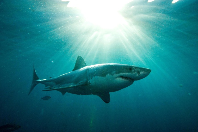 Image: Great white shark