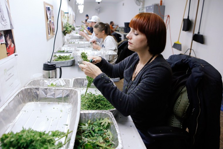 Workers process marijuana in the trimming room at the Medicine Man dispensary and grow operation in northeast Denver.
