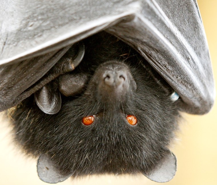 Image: Fruit bat