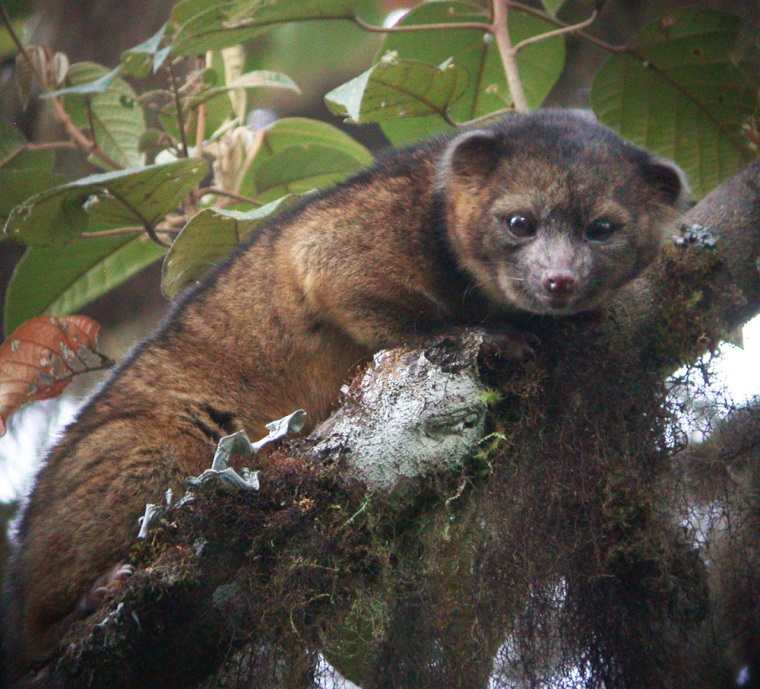 Imagine a raccoon with a teddy bear face that is so cute it's hard to resist, let alone overlook. But somehow science did overlook the olinguito — until now. The rare discovery of a new species of a mammal was a highlight of the world of science in 2013.