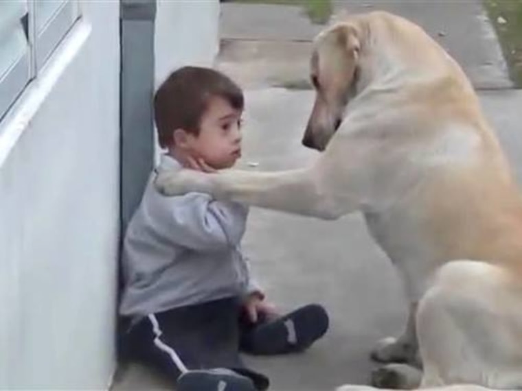 This video is warming hearts worldwide: A playful Labrador retriever wins over a toddler with Down syndrome.