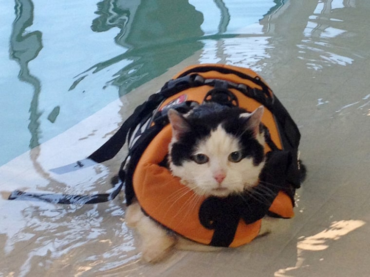 Holly, a 13-year-old cat who weighs 18 pounds, has been swimming in the pool at the Olde Towne Pet Resort in Dulles, Va., in an attempt to lose weight.