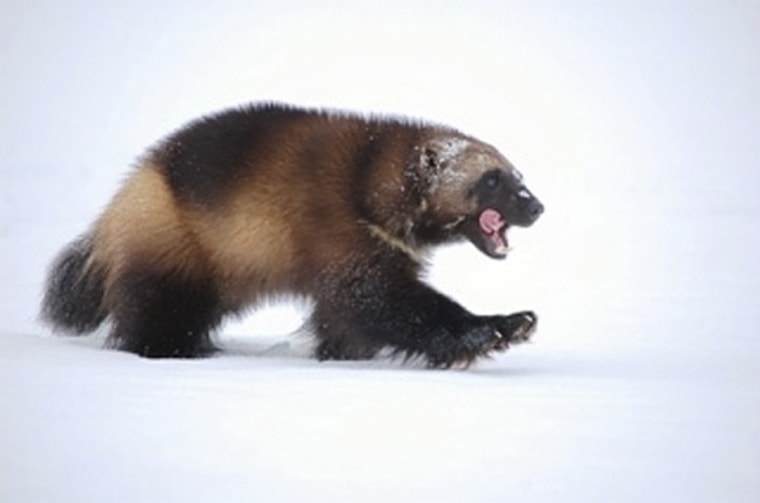 Mountain devil': Feds want to list wolverine as endangered species, stop trapping, citing climate change Mountain devil': Feds want to list wolverine as endangered species, stop trapping, citing climate change