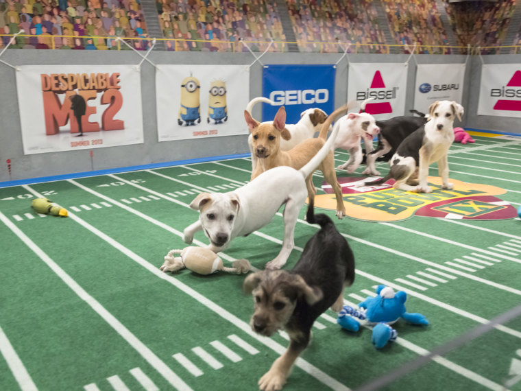 Dogs playing on the field during Puppy Bowl IX