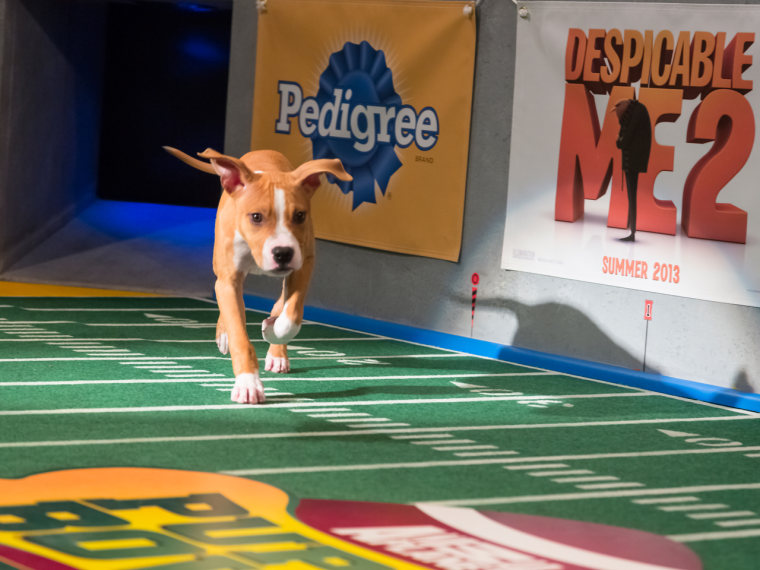 One puppy makes the first entrance onto the field.