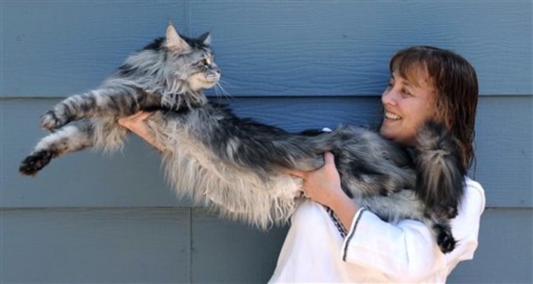 In this 2009 photo, Robin Henderson stretches out her Maine Coon cat Stewie outside of her home in Reno, Nev.