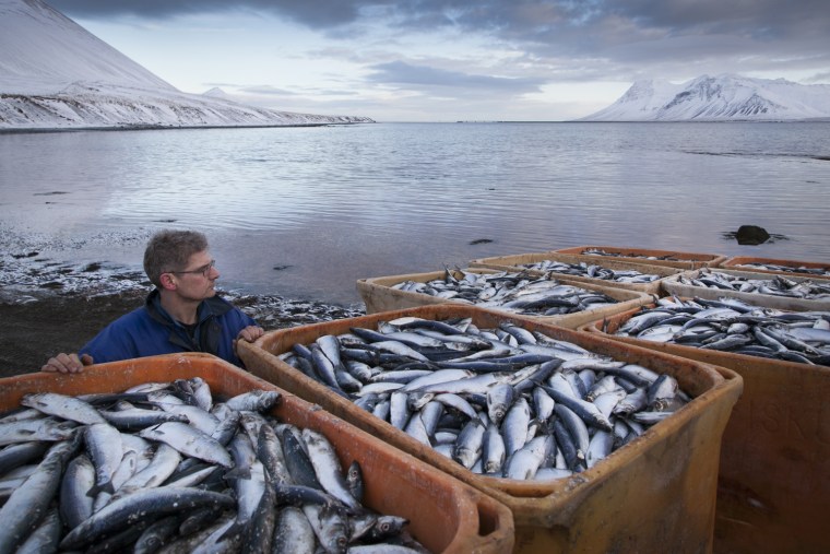 Workers clear up dead herring worth billions in exports on Tuesday.