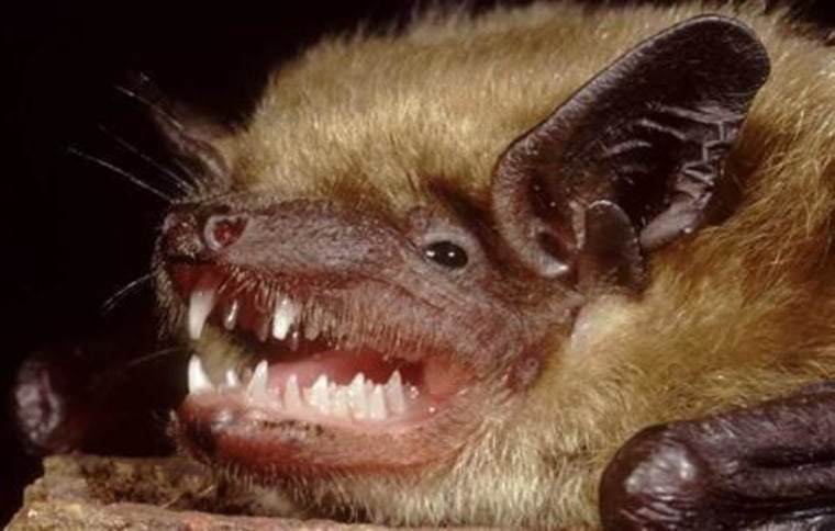 Bats Host More Than 60 Human Infecting Viruses