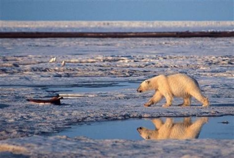 A polar bear in the Arctic National Wildlife Refuge looks for food. The animals rely on strong sea ice to find sustenance.