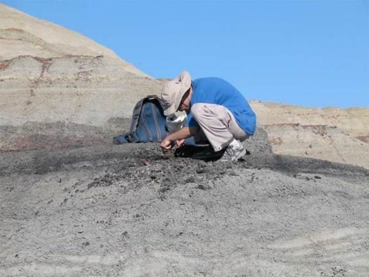 Doctoral student Bill Mitchell collects a volcanic ash sample from a coal bed just above the final dinosaur extinction level.