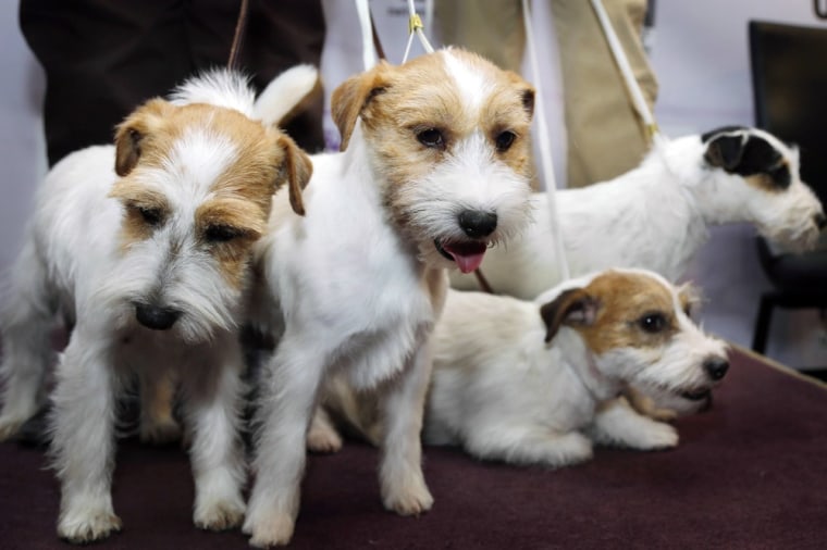 Russell Terriers are one of two breeds competing for the first time this year in the 137th Westminster Kennel Club Dog Show, which is scheduled to begin on Monday.