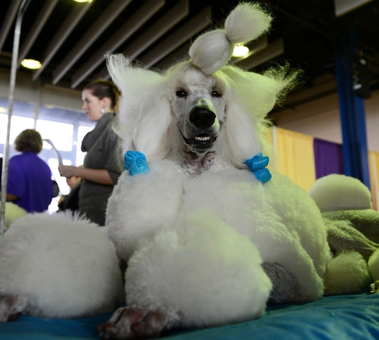 Owen, a standard poodle, is groomed before judging at the Westminster Kennel Club Dog Show Feb.11, in New York City.