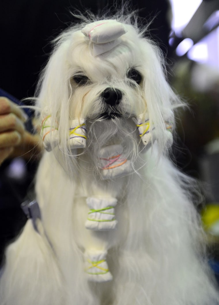 Pollyanna, a Maltese, is groomed for her judging session at the Westminster Kennel Club Dog Show, Feb. 11 in New York City.