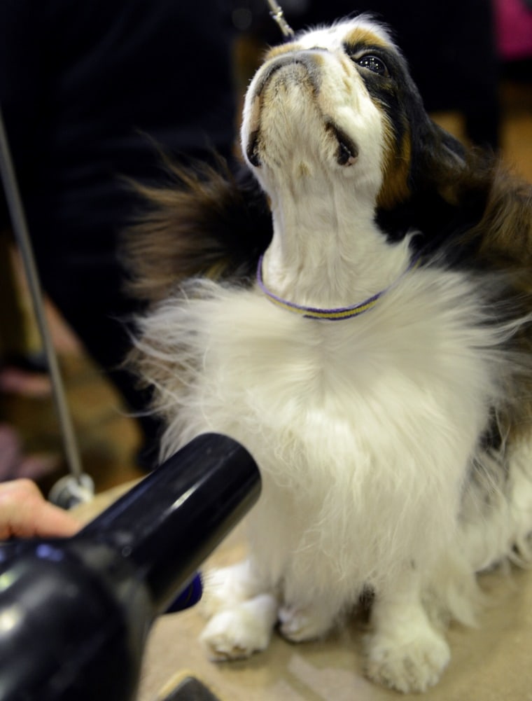 Pari, an English toy spaniel, gets blow-dried before judging at the Westminster Kennel Club Dog Show, Feb. 11, in New York City.