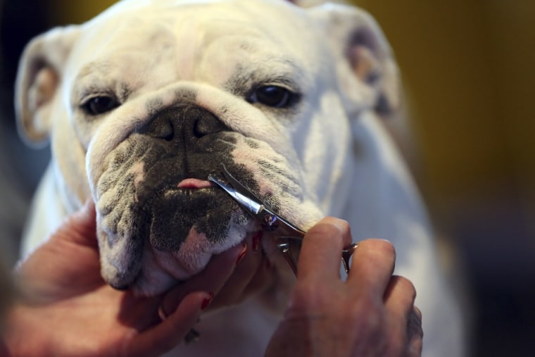 Linda Scott, of Odessa, Texas, grooms Pink, a 2-year-old bulldog, during the 137th Westminster Kennel Club Dog Show on Feb. 11 in New York City.