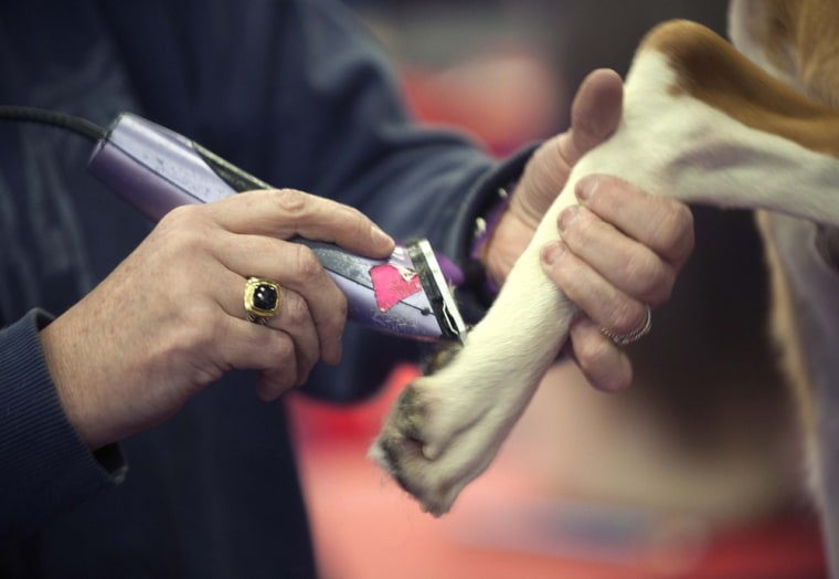 A groomer shaves the paw of a dog during the 137th Westminster Kennel Club Dog Show in New York, Feb. 11, in New York City.