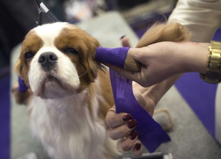 Teddy, a 4-year-old Cavalier King Charles Spaniel, has his ears wrapped during the 137th Westminster Kennel Club Dog Show in New York City, Feb. 11,