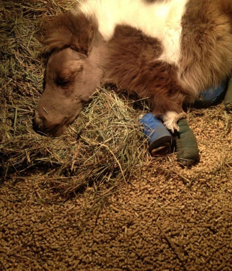 Roo sleeps in the barn he shares with his mom.