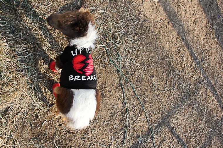 Roo all dressed up for Valentine's Day.