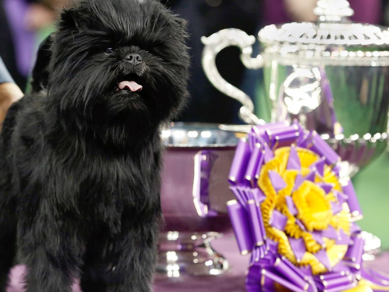 Banana Joe, an Affenpinscher, stands beside its trophy after winning the 137th Westminster Kennel Club Dog Show at Madison Square Garden in New York, ...