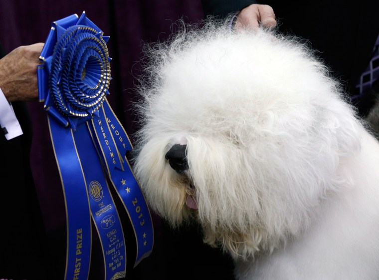 Swagger, an Old English Sheepdog, poses for photographers after winning the Herding Group during competition at the 137th Westminster Kennel Club Dog ...