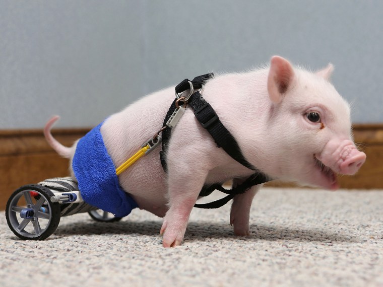 Chris P. Bacon the piglet, pictured on Tuesday at the Eastside Veterinary Hospital in Clermont, Florida.